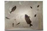 Green River Fossil Fish Mural with Monster Phareodus #356710-1